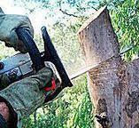 Best Storm Damage Tree Cleanup  in Plymouth, CA