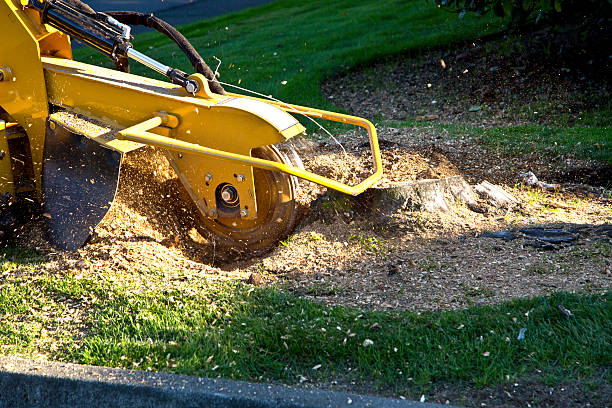 Best Lawn Mowing  in Plymouth, CA